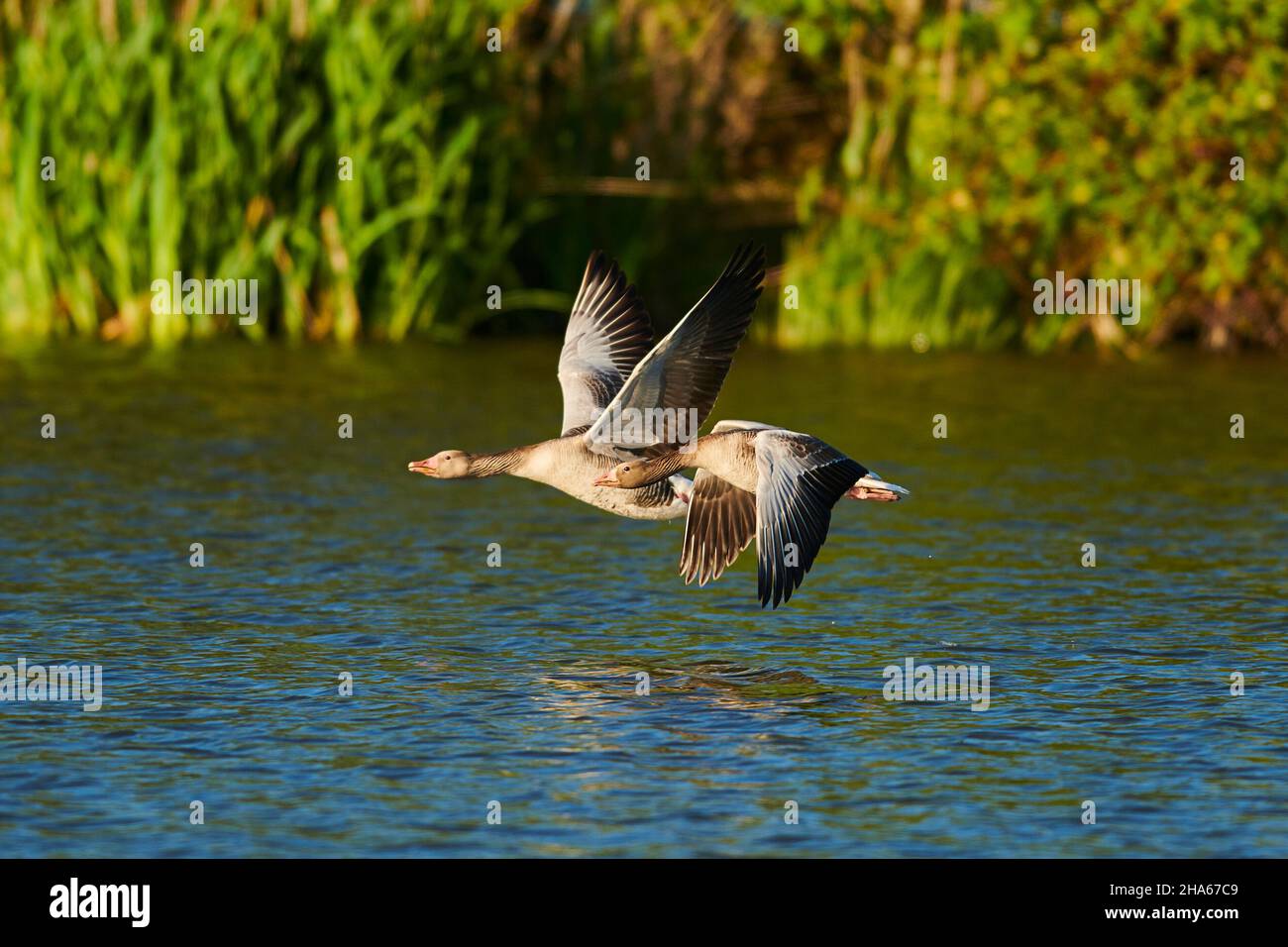 grigiylag oche (anser anser), volare su un lago, baviera, germania Foto Stock