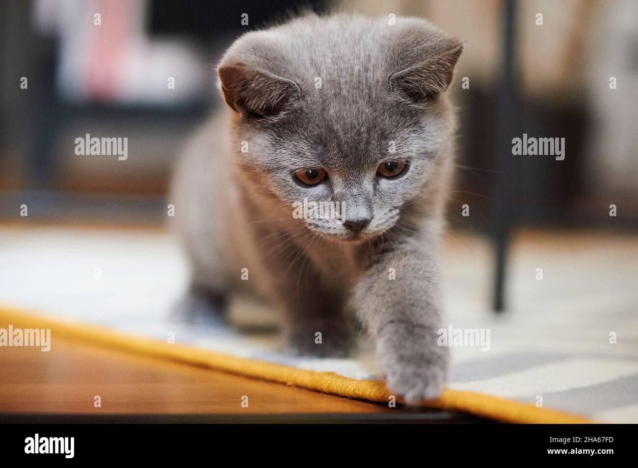 british shorthair, gatto domestico (felis catus), gattino, piatto, terreno, gioco Foto Stock