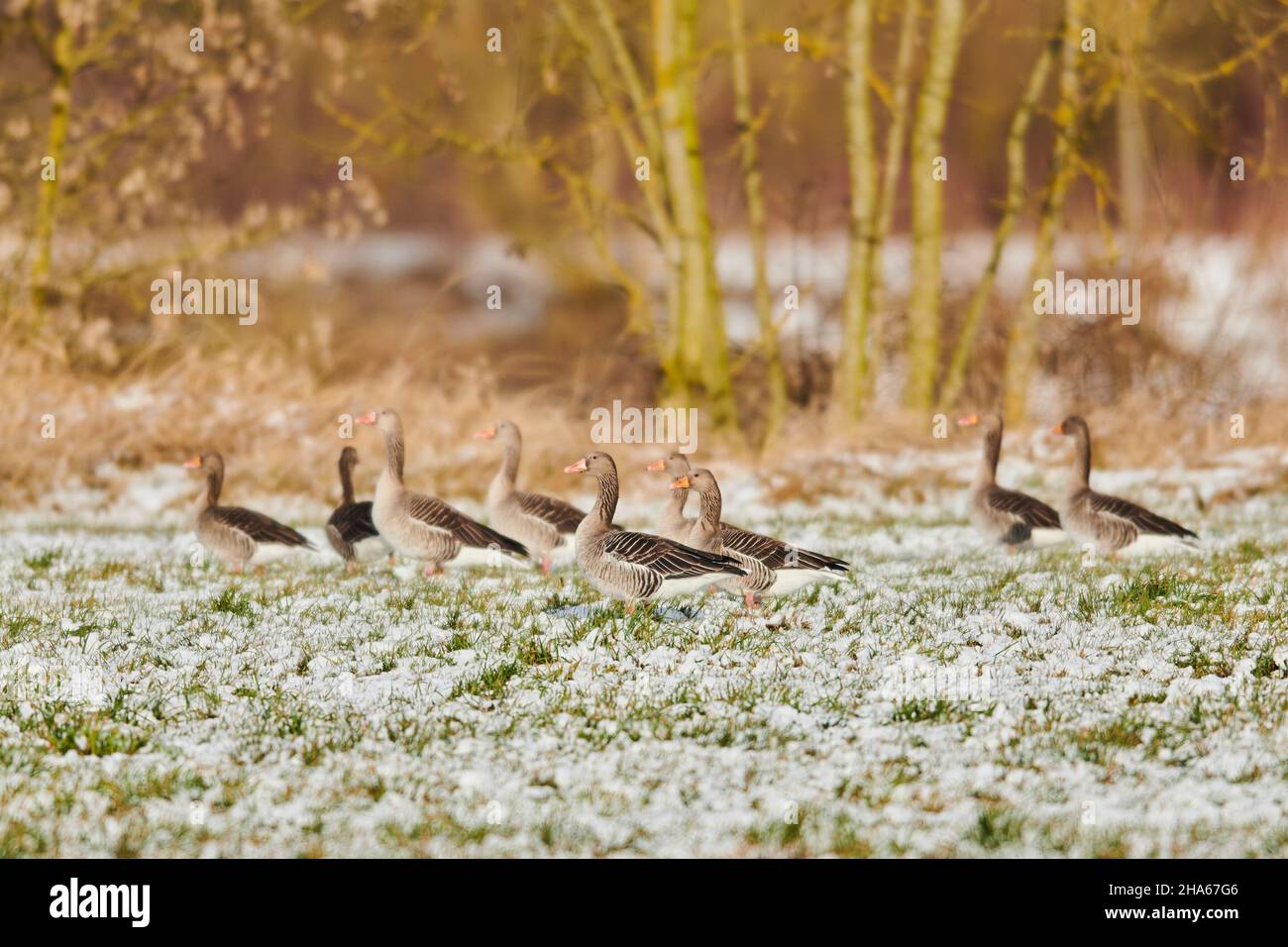 grigiylag oche (anser anser), in piedi in un prato, baviera, germania Foto Stock