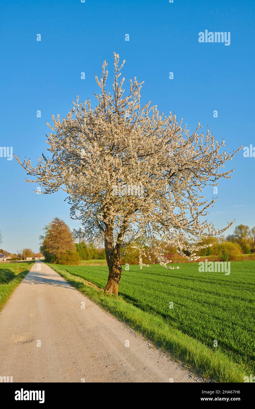 ciliegio acido (prunus cerasus), strada sterrata, ciliegio, fiore, primavera, baviera, germania Foto Stock