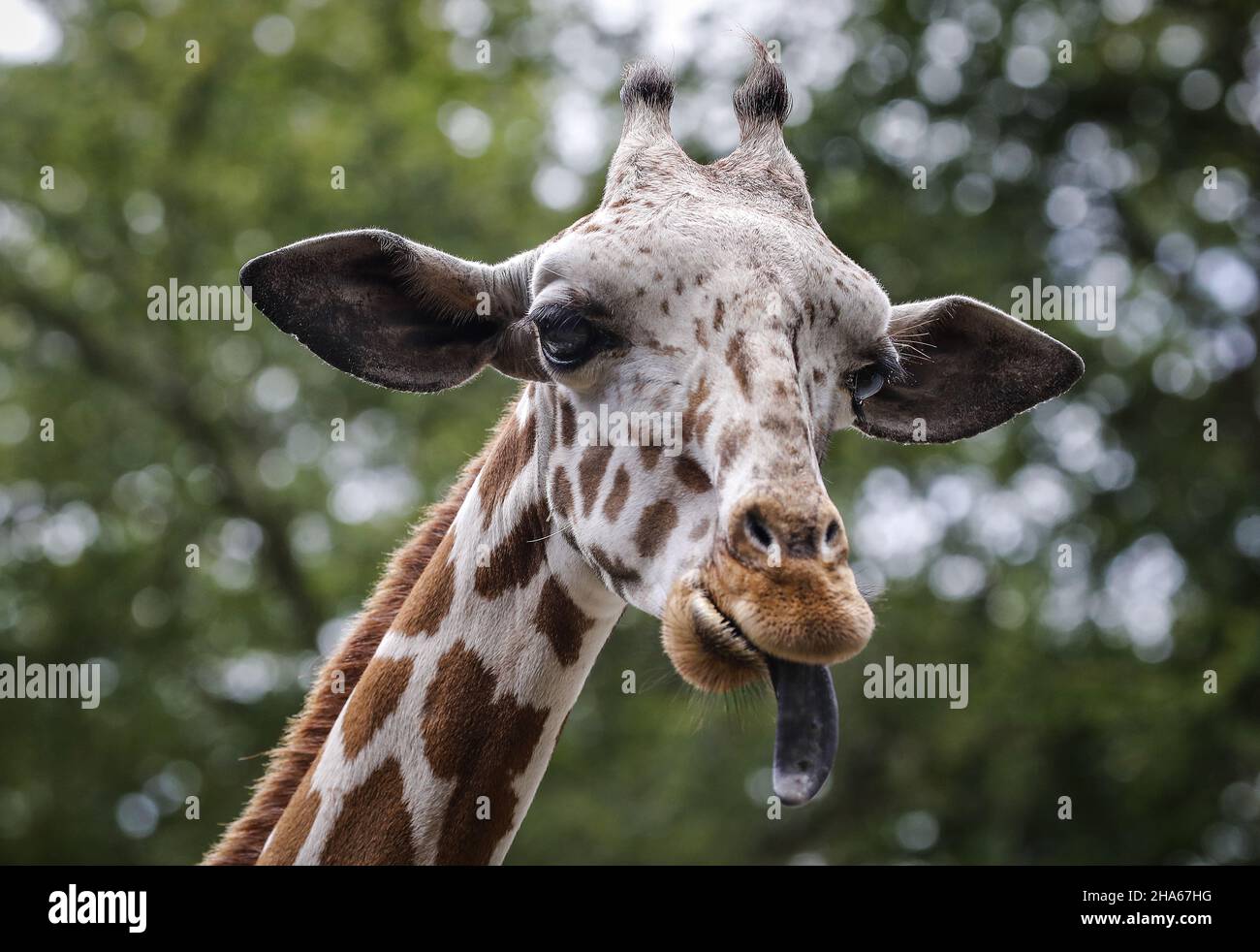 Primo piano di una giraffa con la lingua fuori contro uno sfondo bokeh Foto Stock