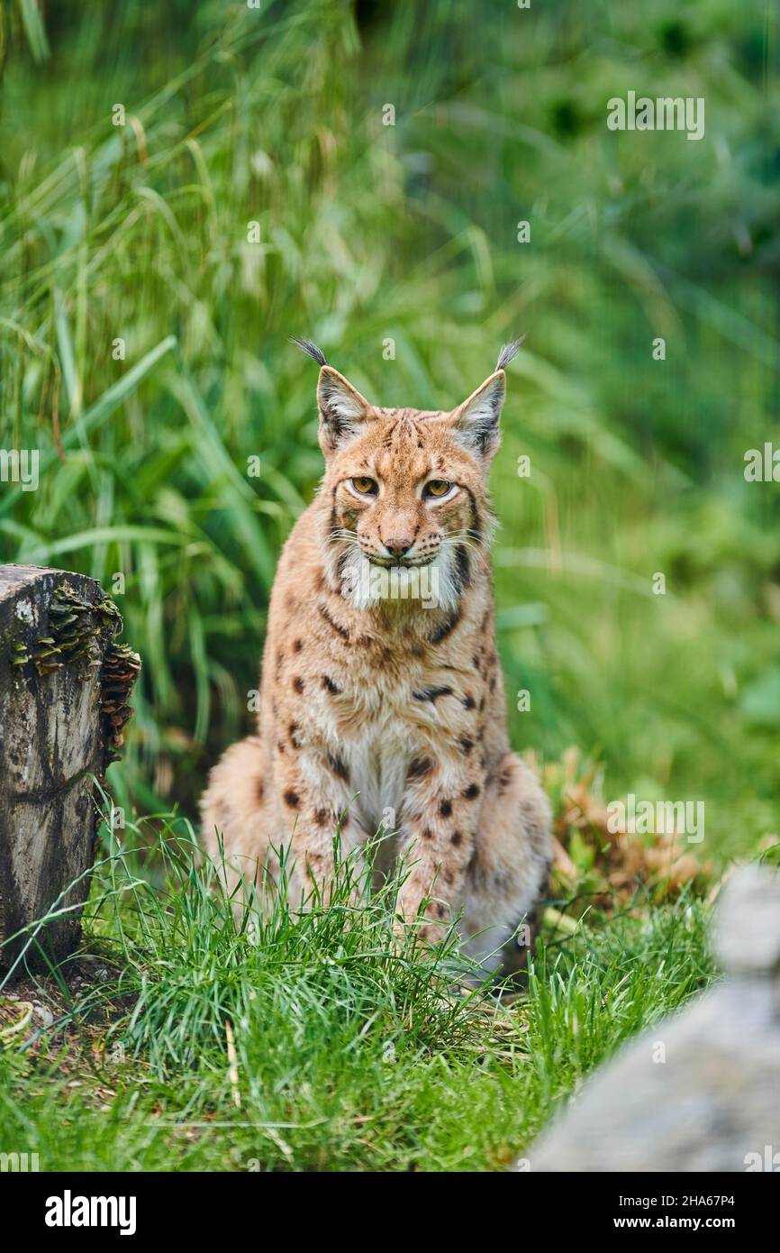 lynx eurasian (lynx lynx),compensazione foresta,seduta,guardando la macchina fotografica Foto Stock