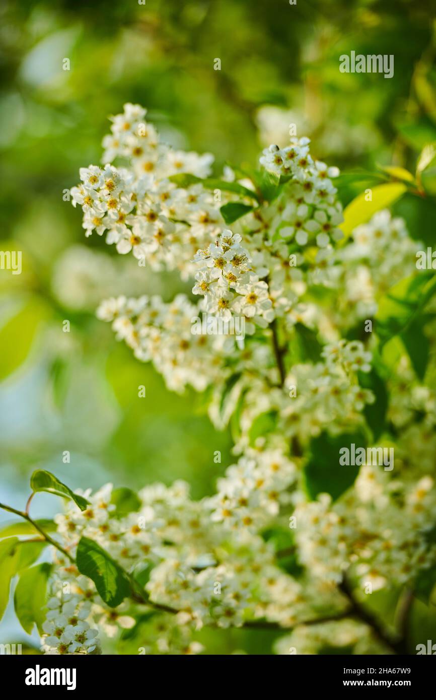 bird cherry comune, bird cherry comune o uva cherry (prunus padus, padus avium), fiori, baviera, germania, europa Foto Stock