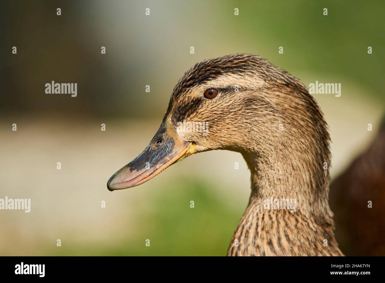 mallard (anas platyrhynchos),femmina,ritratto,baviera,germania Foto Stock