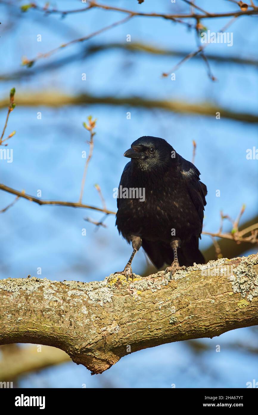 carrion crow (corvus corone) si trova su un ramo, baviera, germania Foto Stock