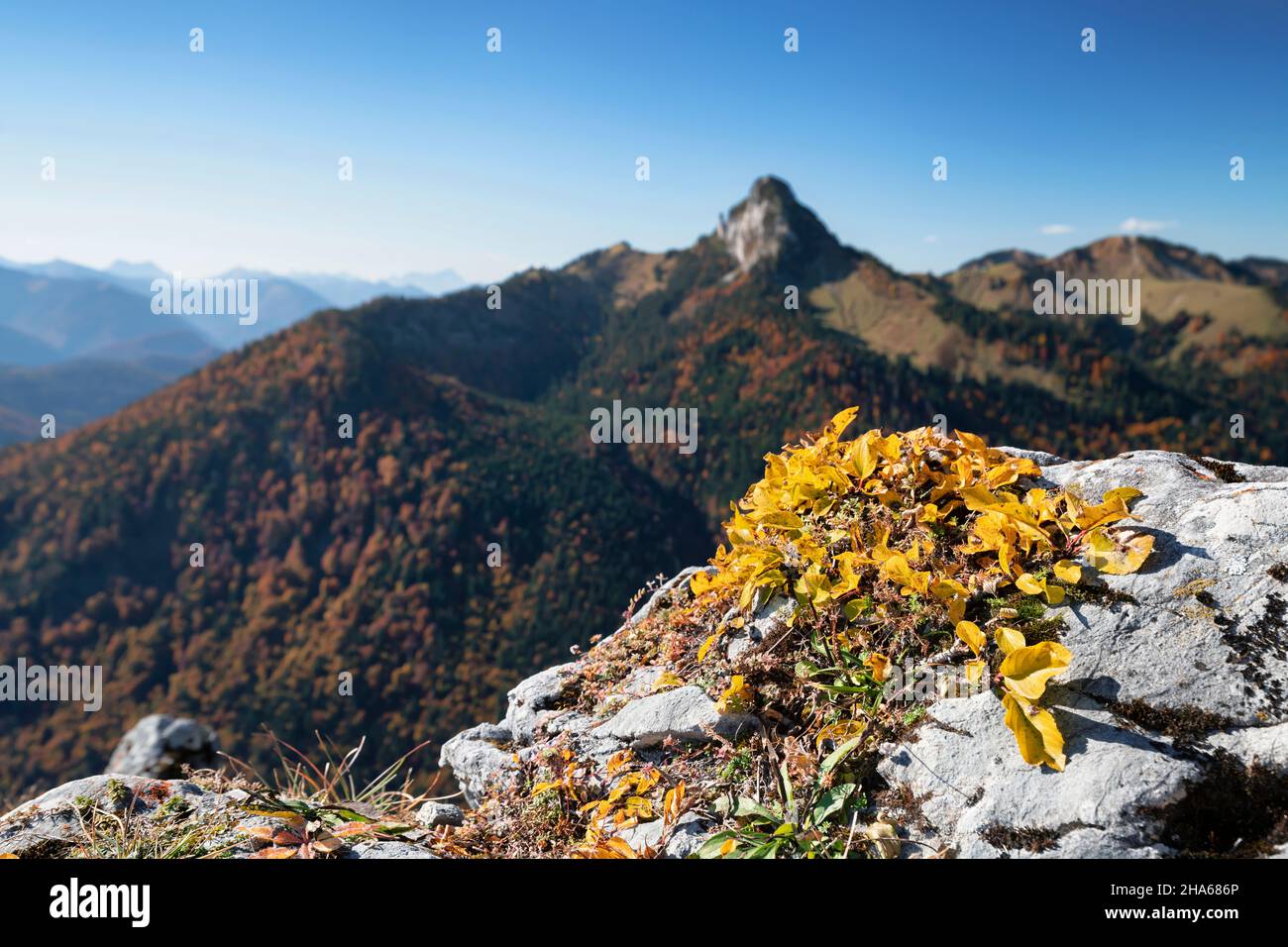 foglie di autunno gialle (piantine di faggio) sulla cima del leonhardstein di fronte alle montagne boscose e colline delle prealpi bavaresi in una giornata di autunno soleggiato. montagne di mangrall, baviera, germania, europa Foto Stock