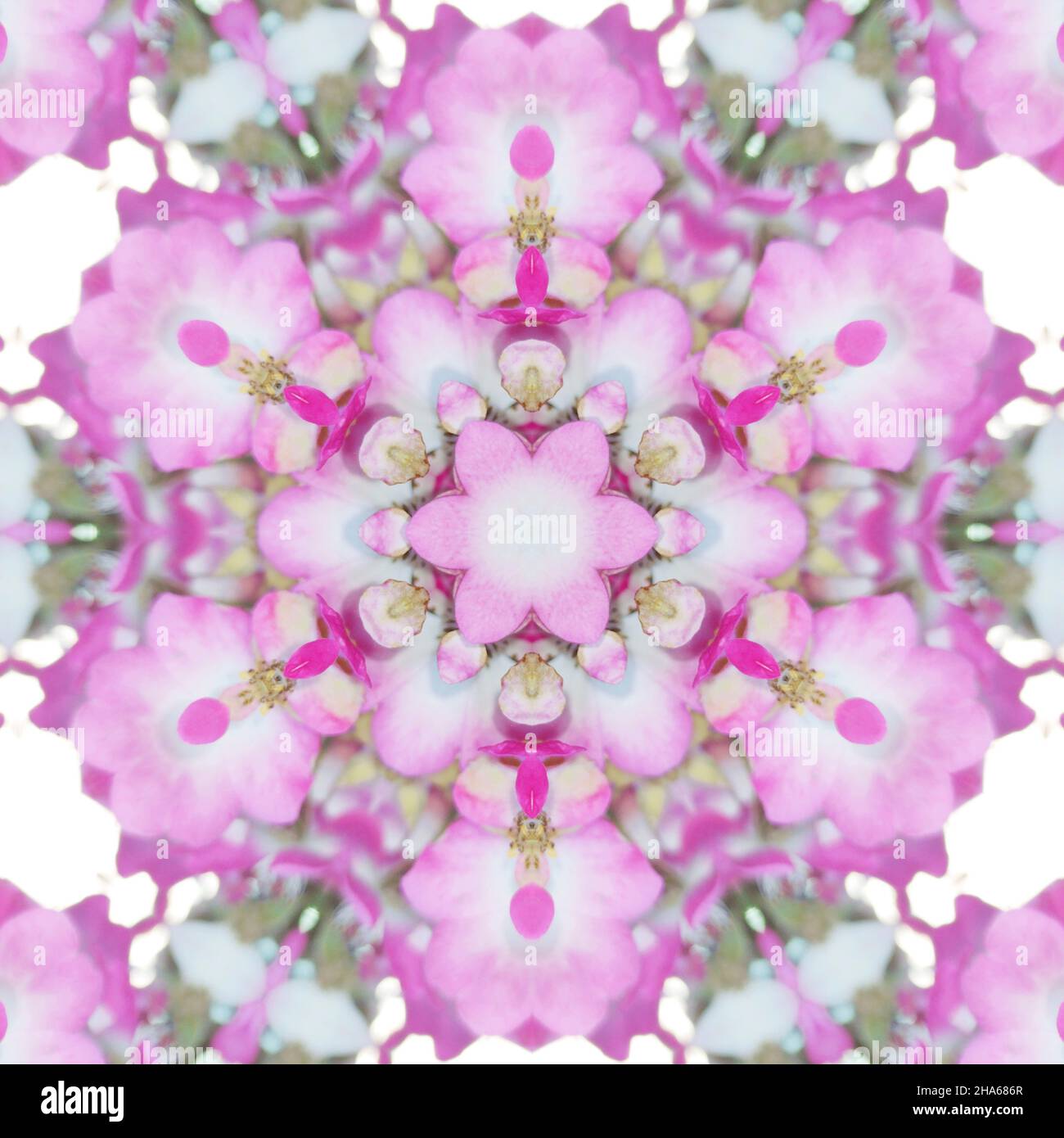 mandala,fiori,composizione Foto Stock