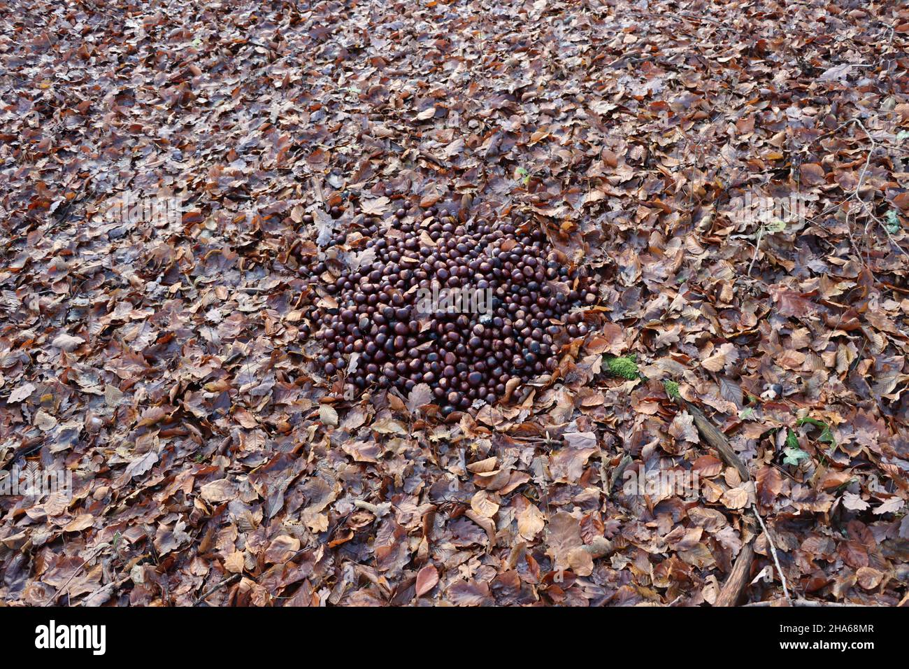 Haufen Rosskastanien im Wald zur Wildfütterung Foto Stock