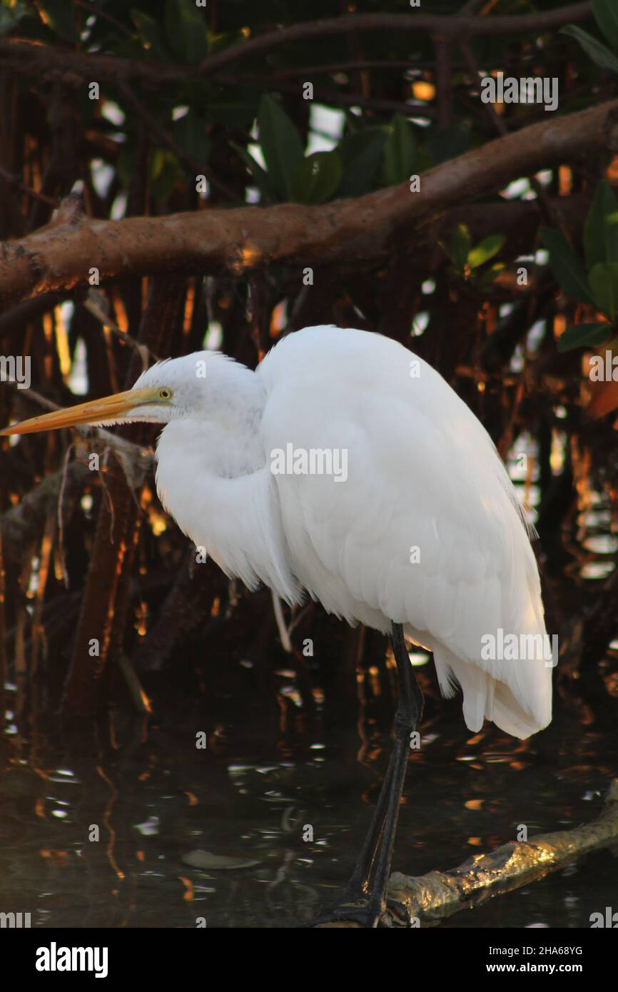 White Egret durante l'alba sulla mangrovia a Key West Florida Foto Stock