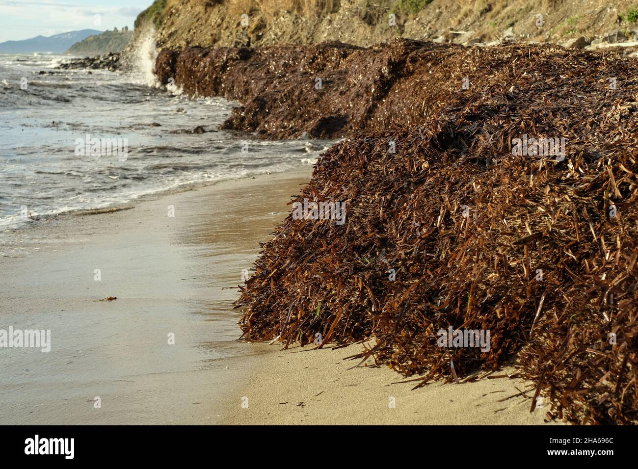 Inquinamento delle alghe marine sulla riva dell'oceano, effetto di riscaldamento globale sull'ecosistema marino Foto Stock