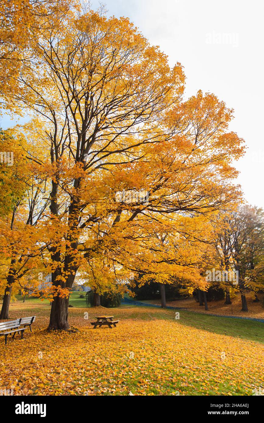 Panca e tavolo da picnic sotto grande albero con foglie gialle il giorno di caduta. Foto Stock