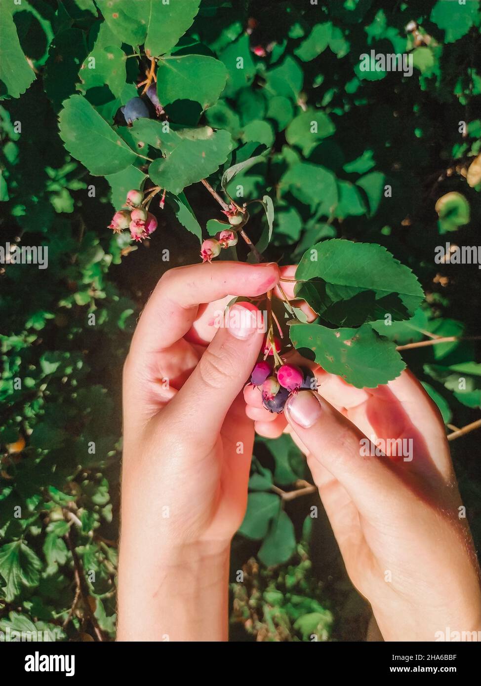 Le mani stanno raccogliendo la frutta irga matura da una filiale nel primo piano estivo Foto Stock