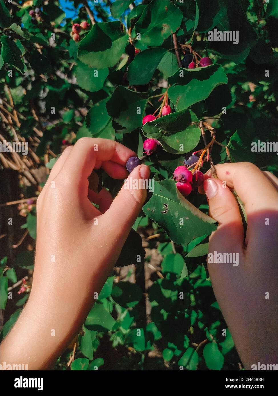 Mani raccogliere la frutta matura irga da un ramo nel primo piano estivo Foto Stock