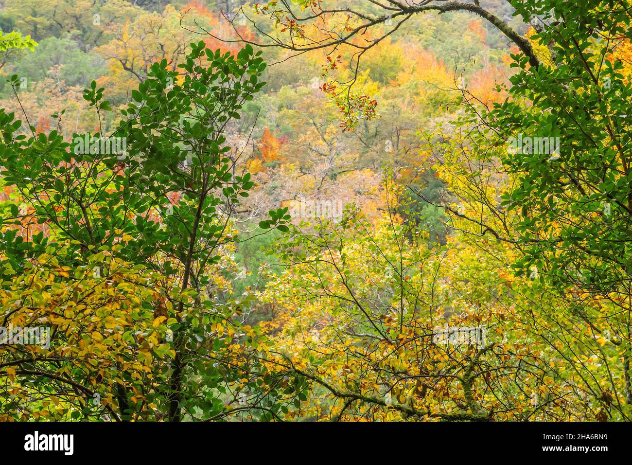 Autunnale Mata da Albergaria, foresta temperata e mista nel Parco Nazionale Peneda-Gerês, Portogallo Foto Stock