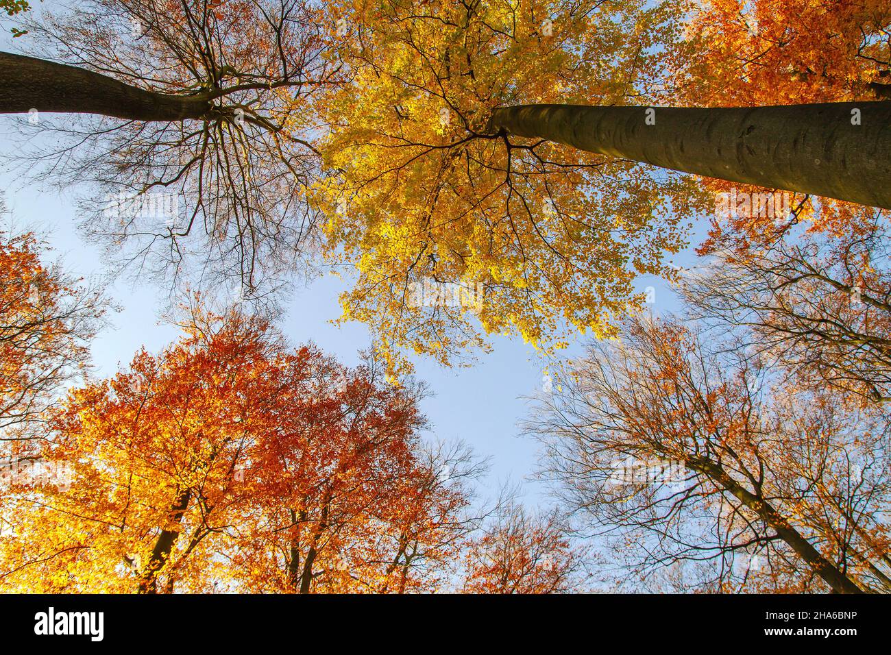 Faggi (Fagus sylvatica) con coloratissimo fogliame autunnale Foto Stock