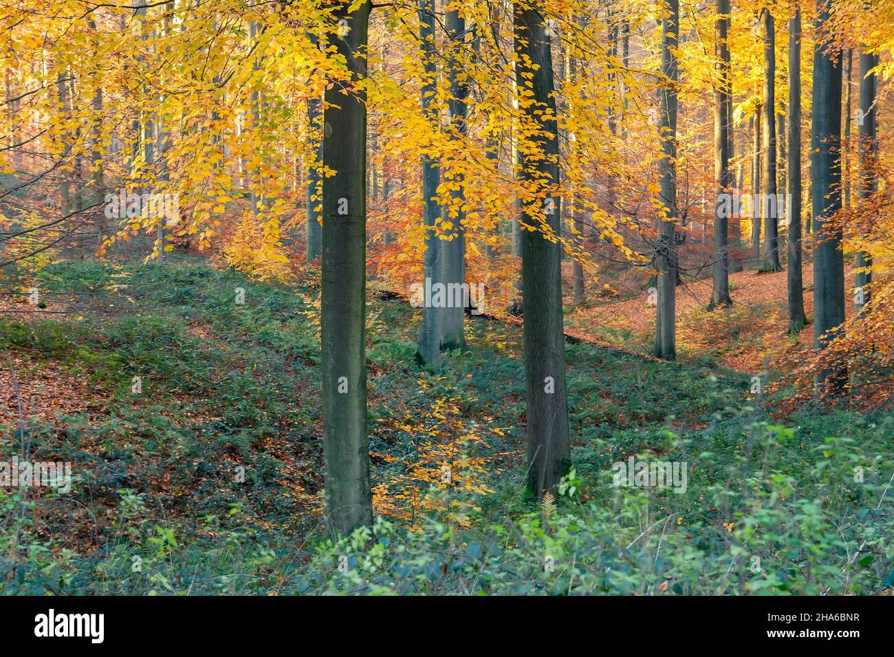 Vecchio stand di faggi (Fagus sylvatica) nella foresta autunnale Foto Stock