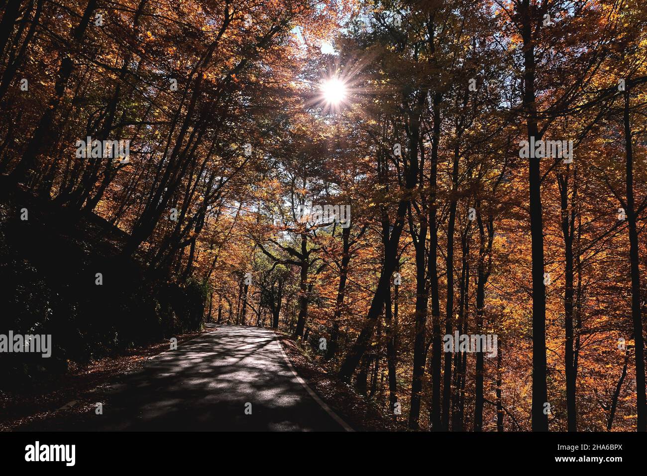 Strada in autunnale Mata da Albergaria, foglia larga temperata e foresta mista nel Parco Nazionale Peneda-Gerês, Portogallo Foto Stock