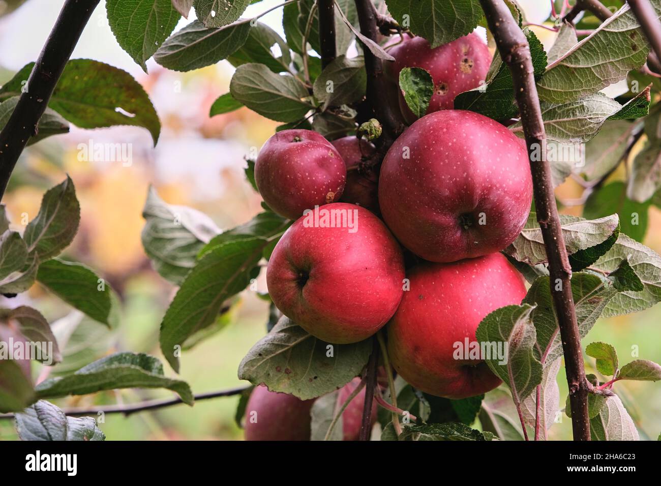 Albero di mele (malus domestica) rosso frutta fresca matura Foto Stock