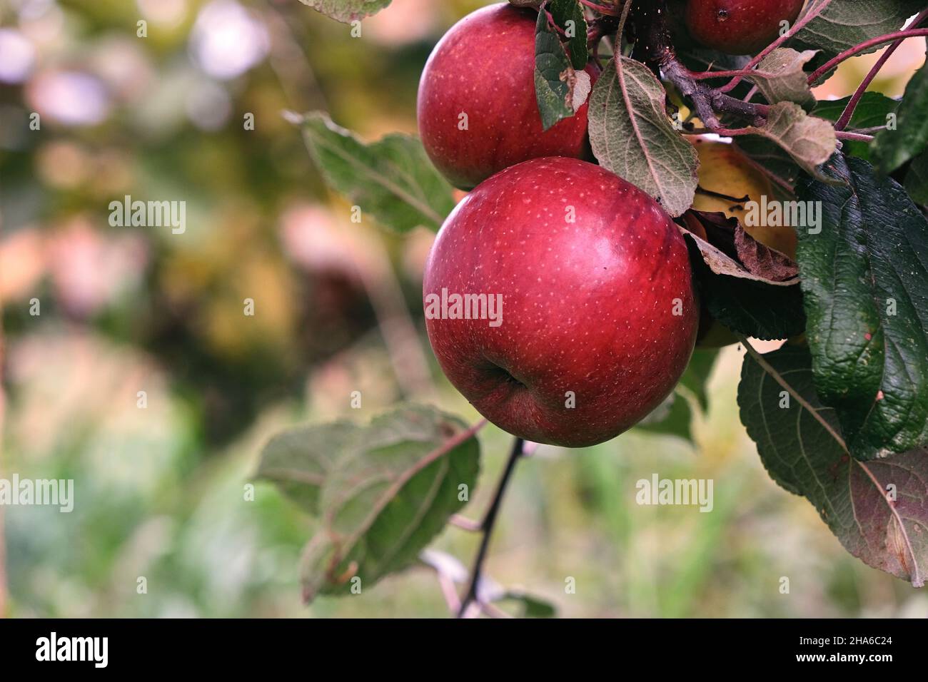 Albero di mele (malus domestica) rosso frutta fresca matura Foto Stock
