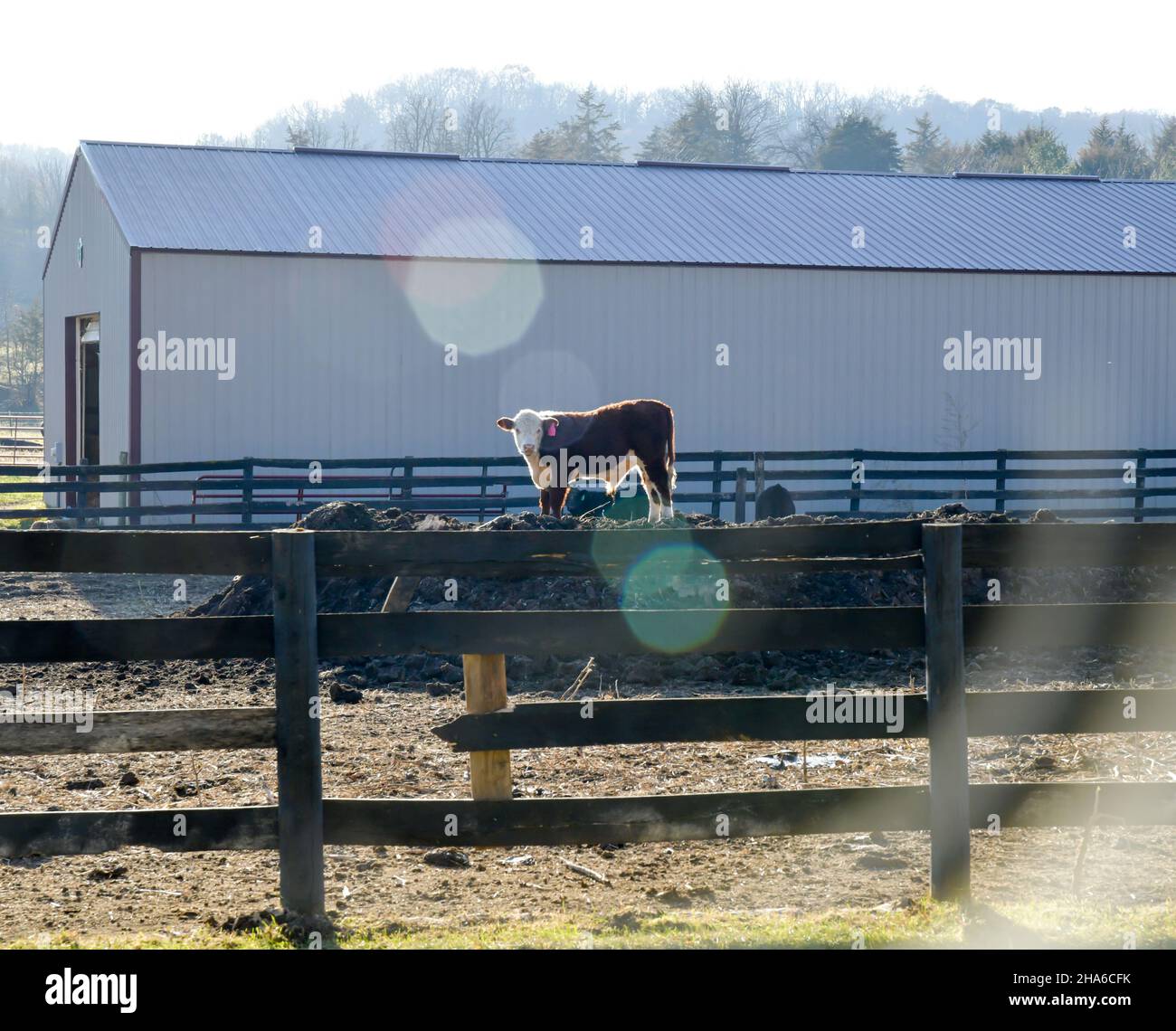 Vacca singola animale da fattoria in piedi su cumulo di fieno in azienda Foto Stock