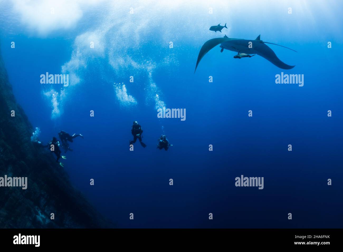 Il gigante Pacific Manta Ray (Manta Birostris) passa da Scuba Divers a Roca Partida, Isole Revillagigedo, Baja California sur, Messico Foto Stock