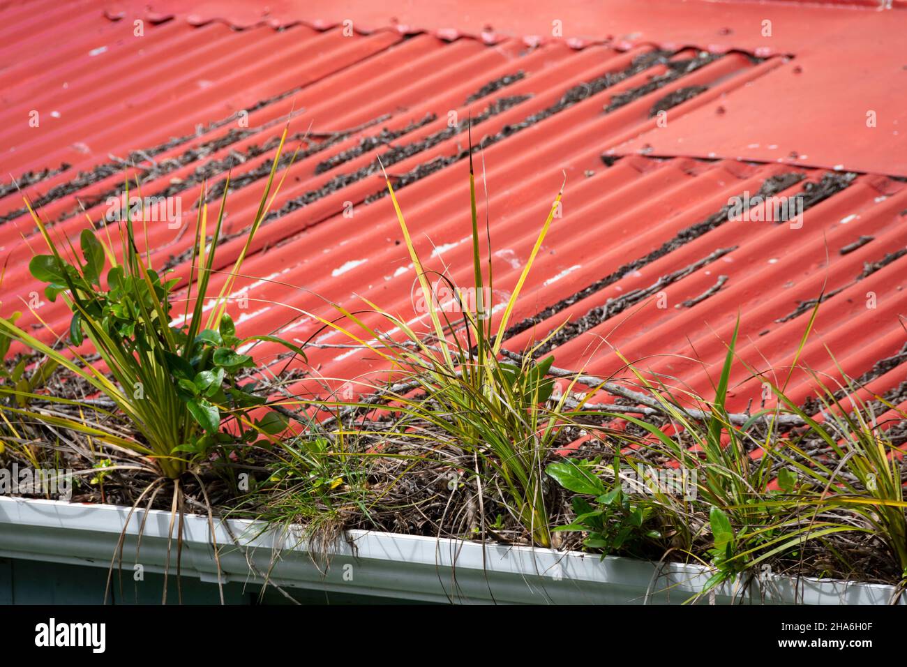 Erbacce che crescono in grondaia di casa, Wellington, Isola del Nord, Nuova Zelanda Foto Stock