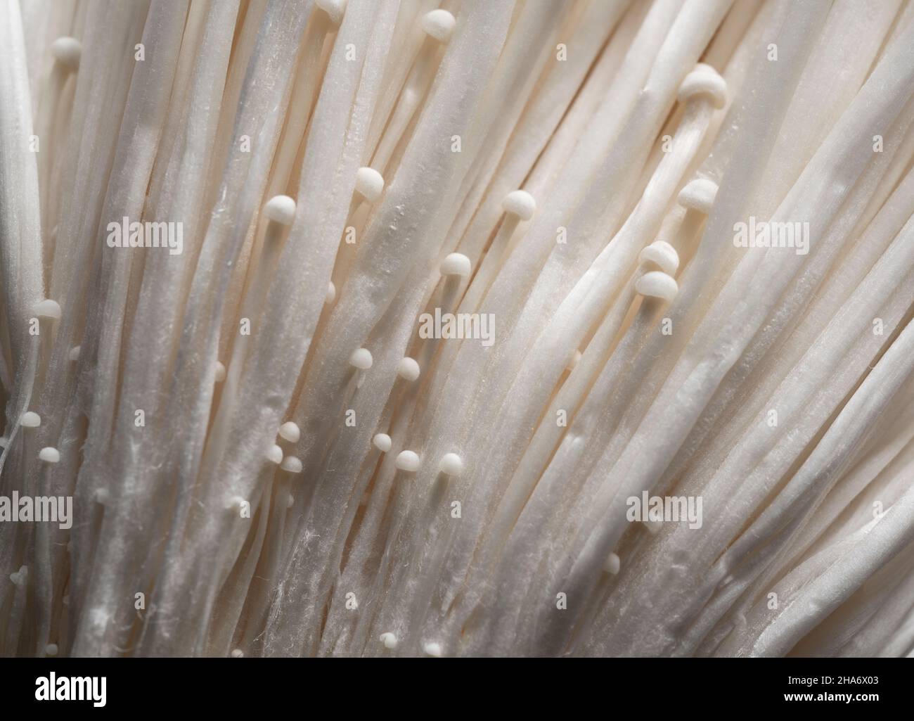 Primo piano dei funghi Enoki sullo schermo. Grafica web sfondi funghi Foto Stock