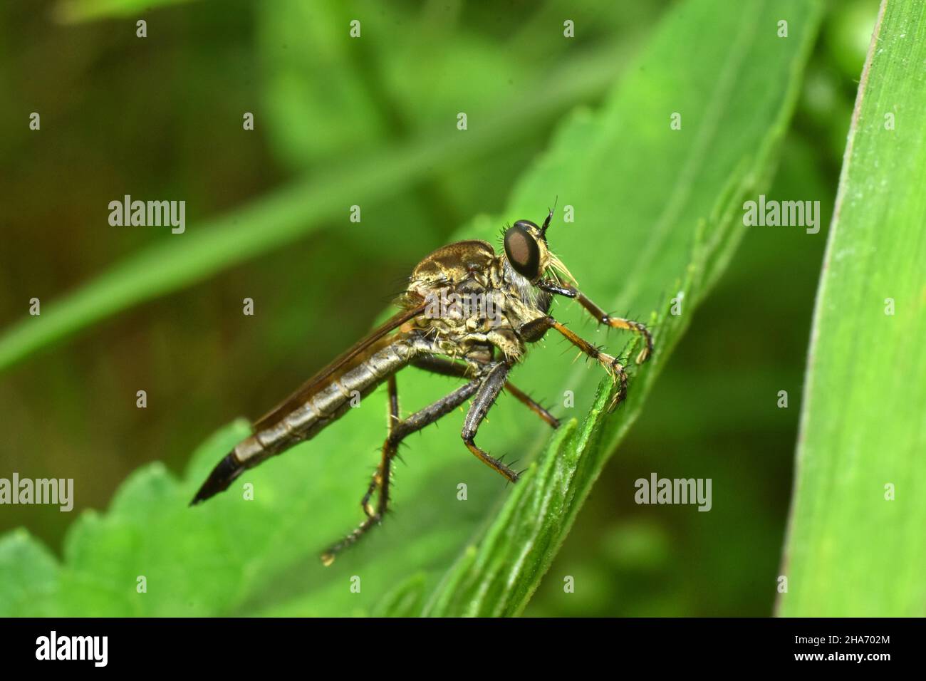 Foto ravvicinata della mosca rapinatrice che riposa tra il verde del fogliame. Insetti di Java. Foto Stock