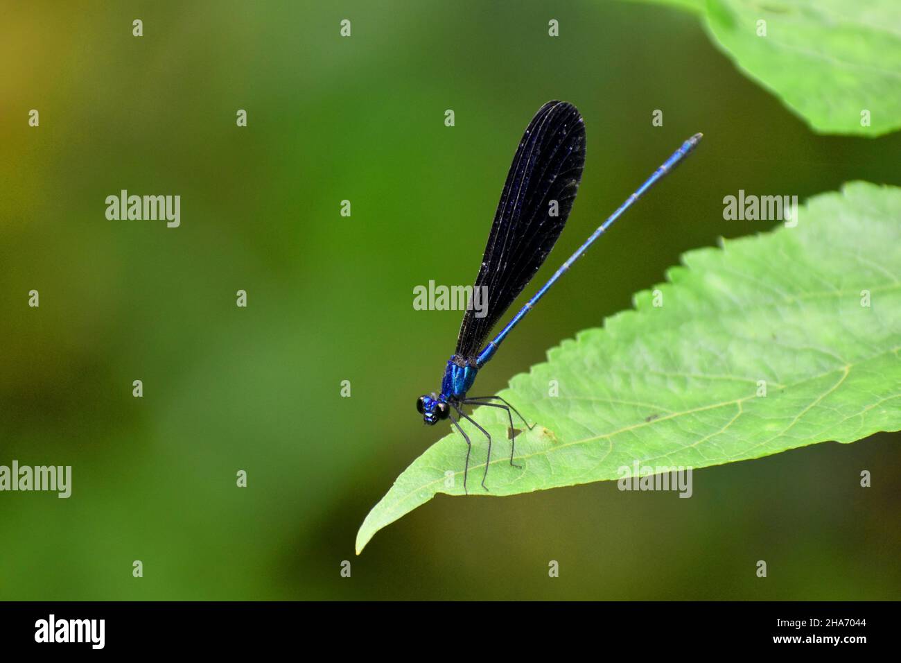 Nila sta lampeggiando. Demoiselle blu scuro. Vestalis luctuosa. Giava, Indonesia. Foto Stock