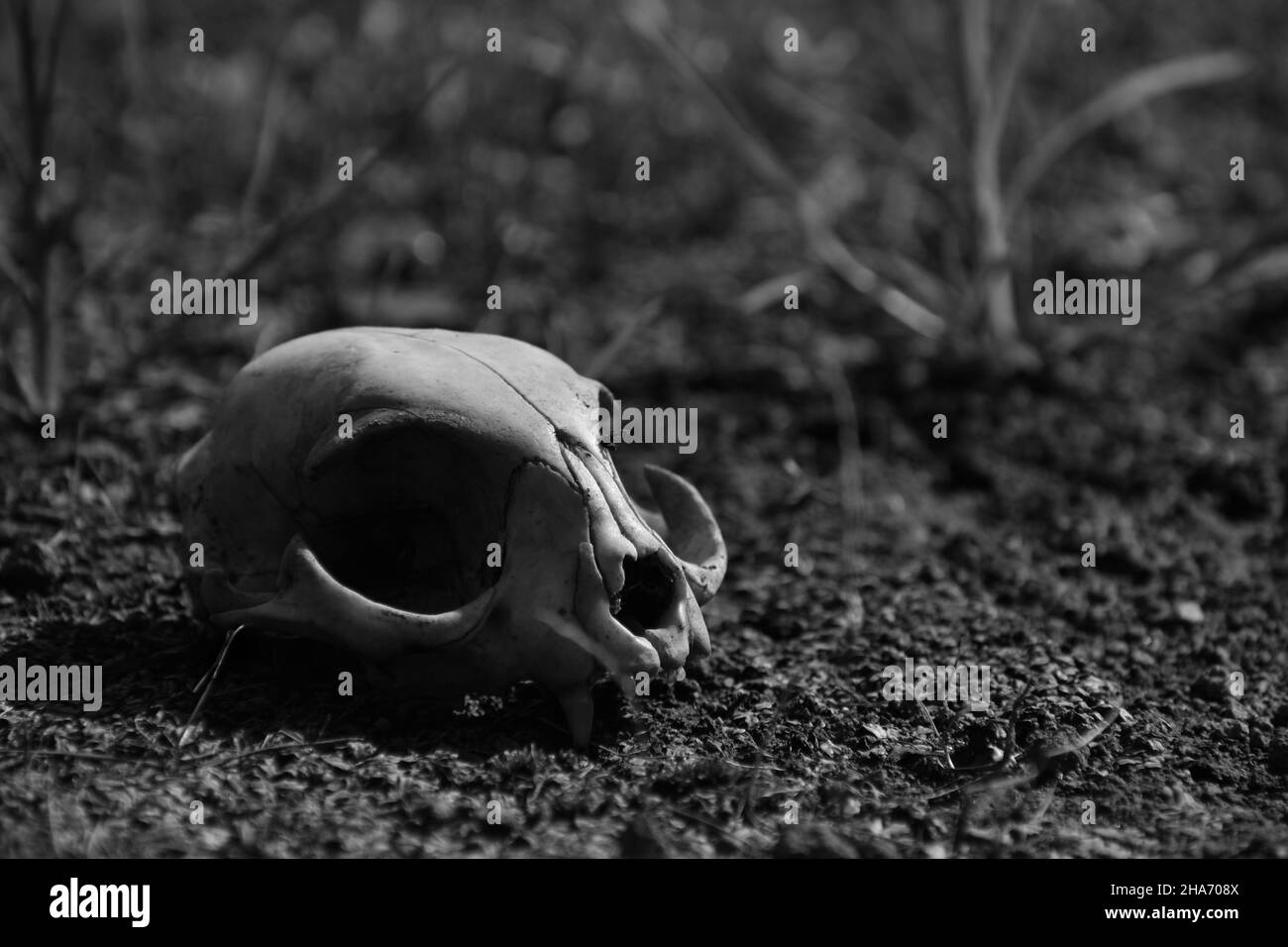 Foto ravvicinata del cranio del gatto trovato nell'area asciutta. Concetto di disastro climatico. Siccità. Foto Stock