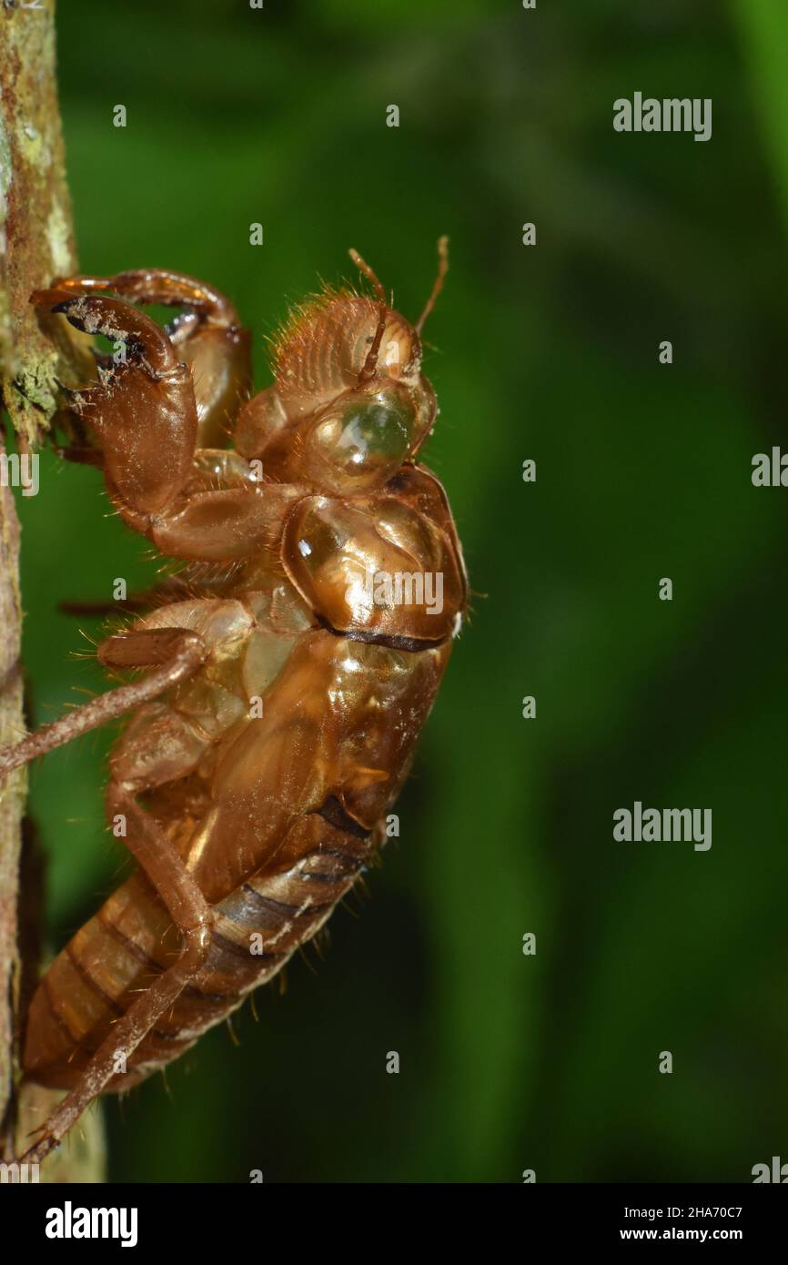 Primo piano foto di cicada exuviae. Esoscheletro. Pelle di insetto vuota. Foto Stock