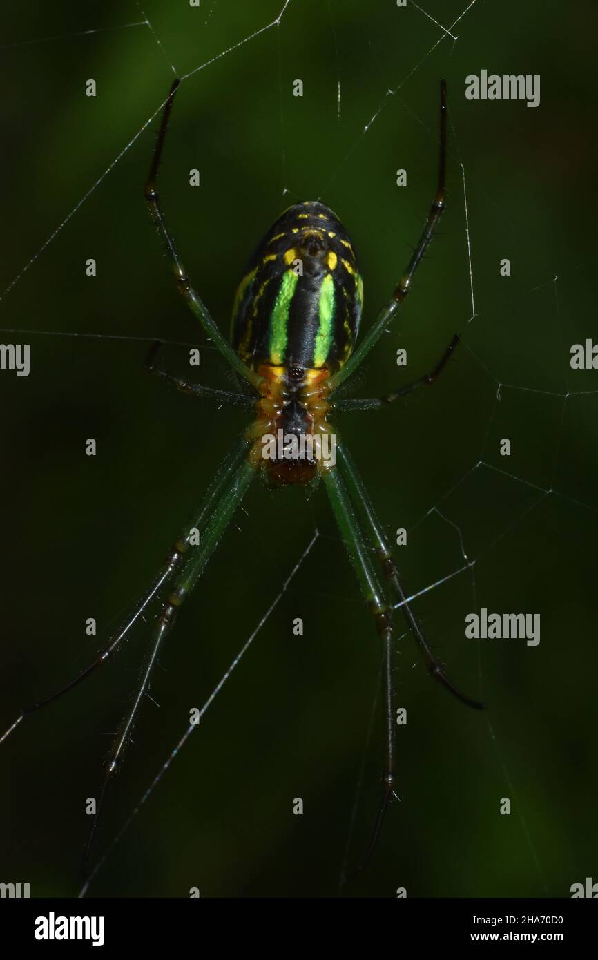 Primo piano la foto di Orchard Spider mostra il modello verde sull'addome. Leucauge venusta. Foto Stock