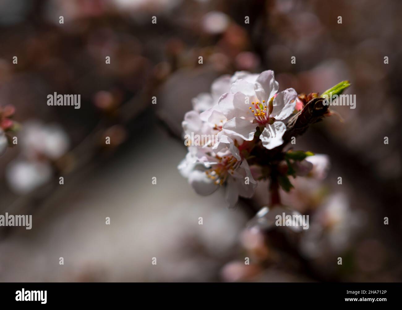 Primo piano di un fiore di gelsomino all'aperto. Grafica flower sfondi Web, immagini primaverili. Foto Stock