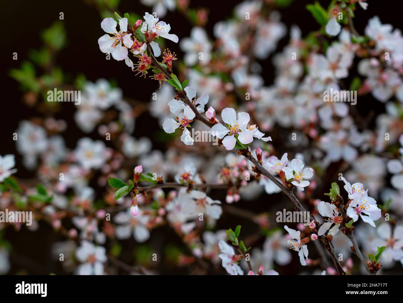 Primo piano di un fiore di gelsomino all'aperto. Grafica flower sfondi Web, immagini primaverili. Foto Stock