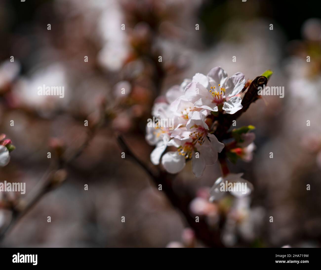 Primo piano di un fiore di gelsomino all'aperto. Grafica flower sfondi Web, immagini primaverili. Foto Stock