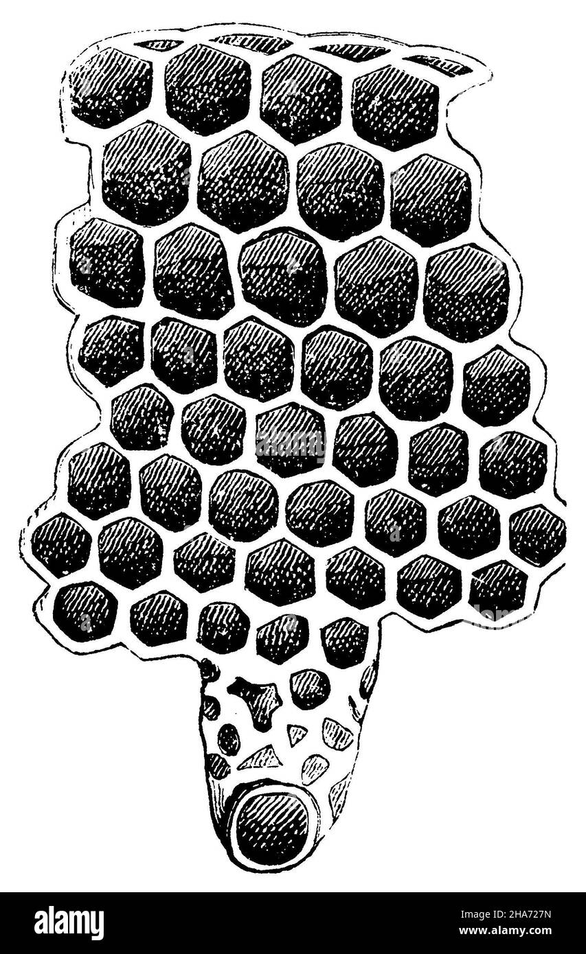 Ape di miele: Cellula di ape operaia, , anonym (libro zoologico, 1873) Foto Stock