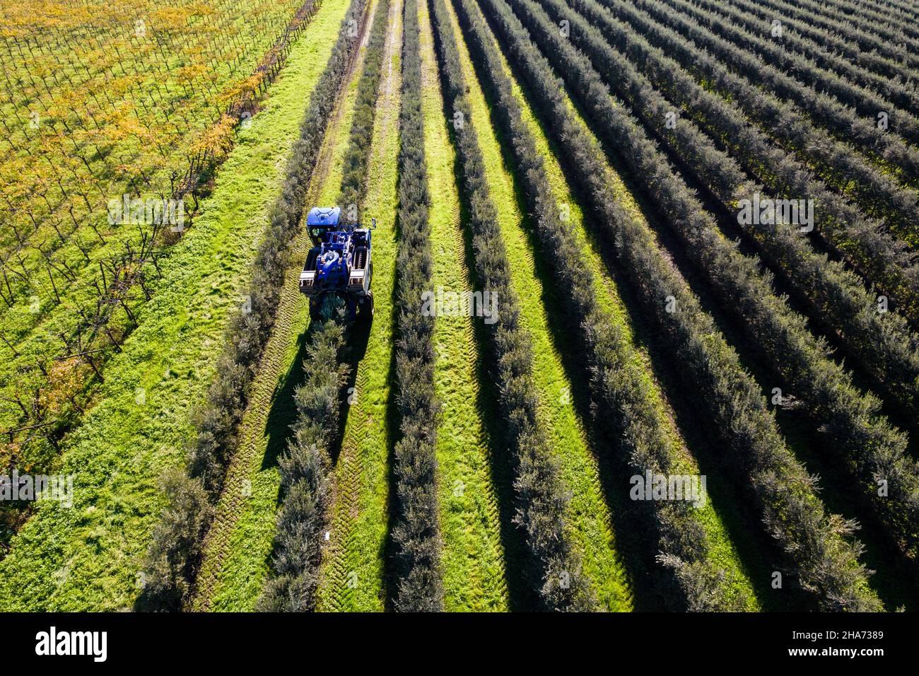 Piantagione intensiva di ulivi, agricoltura biodinamica in puglia Foto Stock