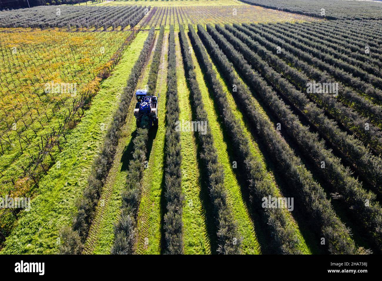 Piantagione intensiva di ulivi, agricoltura biodinamica in puglia Foto Stock