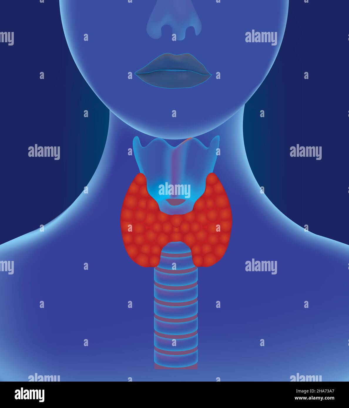 Ghiandola tiroidea interna. Illustrazione vettoriale Illustrazione Vettoriale