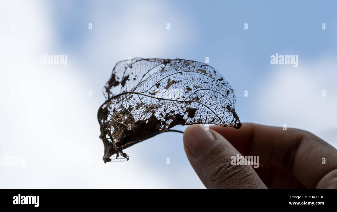 Foglia di scheletro trasparente con bella texture su sfondo blu cielo, brillante immagine artistica espressiva natura, spazio libero. Foto Stock