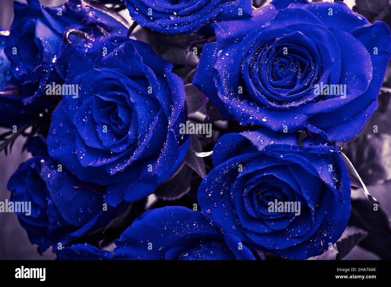bel wallart artistico di mazzo di rose blu con gocce d'acqua full frame Foto Stock