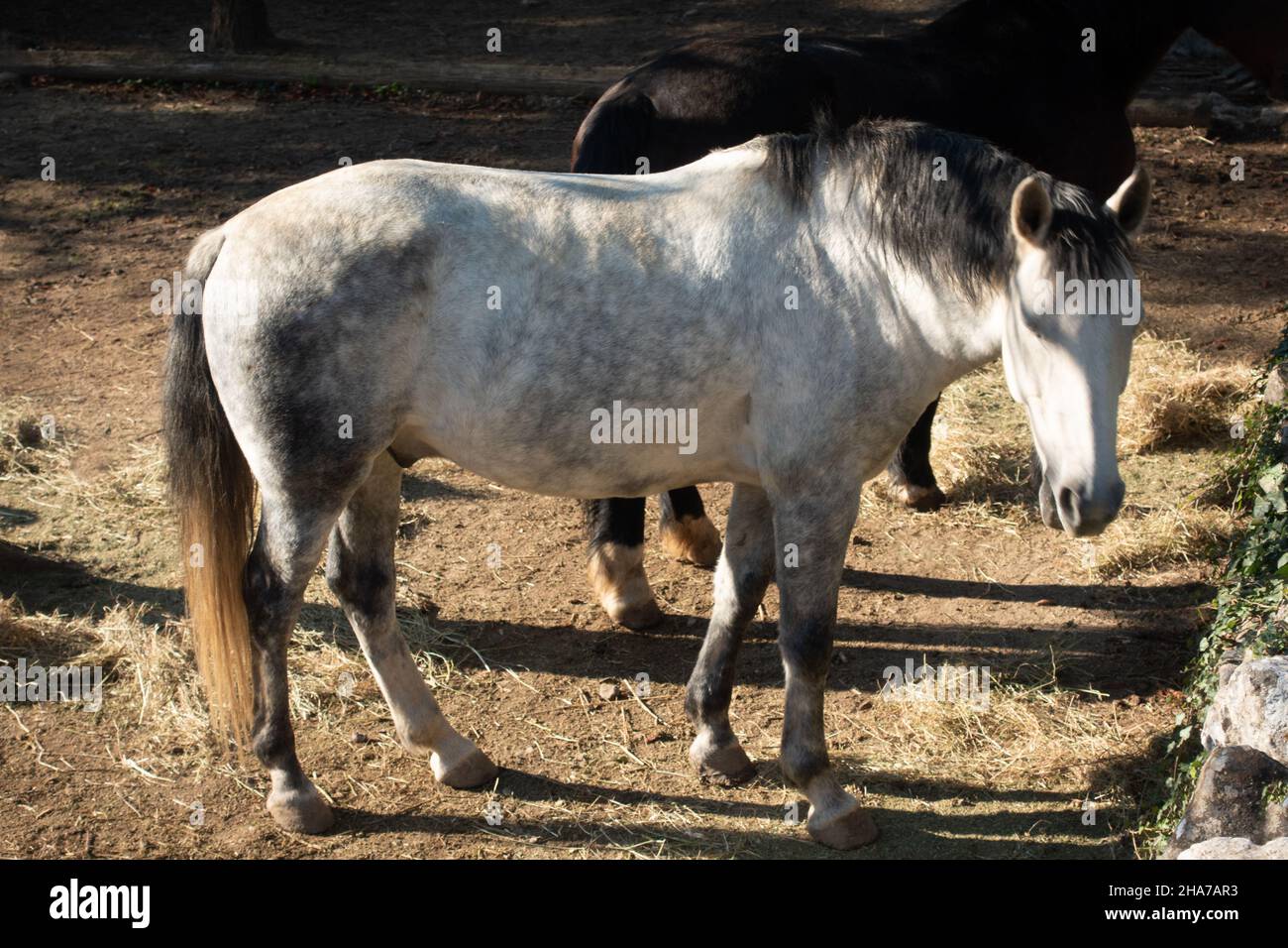 Piccolo cavallo bianco in Francia Foto Stock