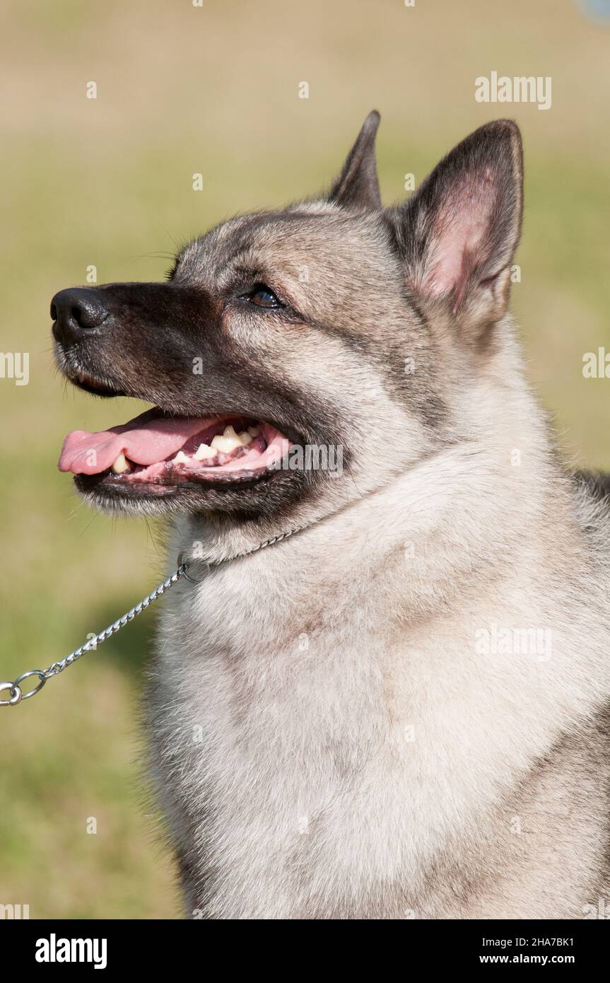 Ritratto di Elkhound norvegese ad uno spettacolo di cani Foto Stock
