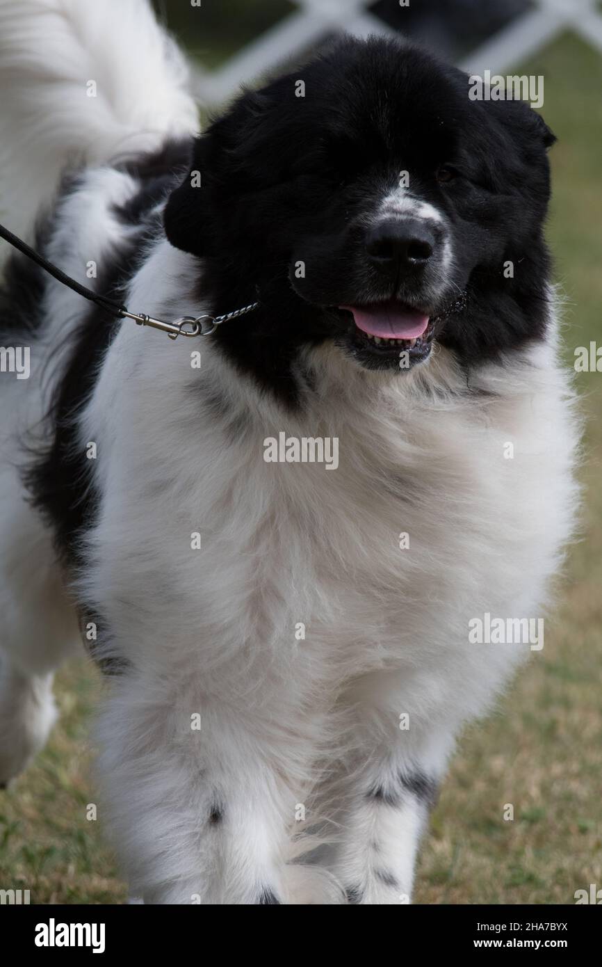 Terranova bianca e nera Foto Stock