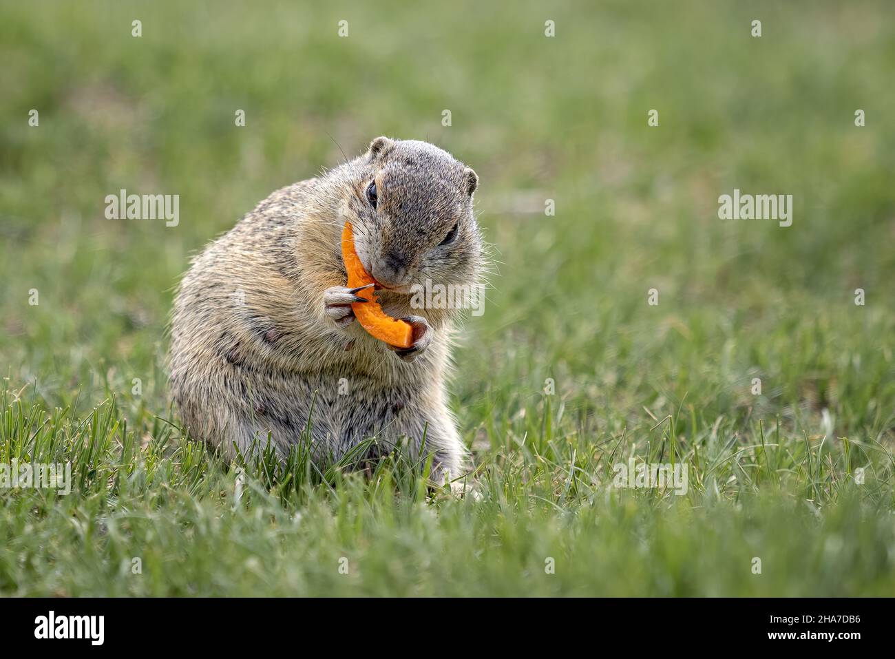 Groundhog siede su un prato verde e mangia una carota. Foto Stock