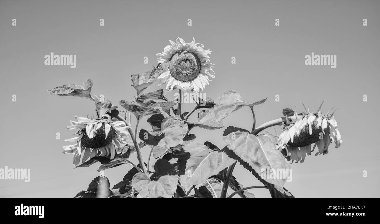 fiore su sfondo cielo blu. bellissimo fiore giallo di girasole. grande girasole da vicino. estate natura bellezza. Pensateci bene Foto Stock