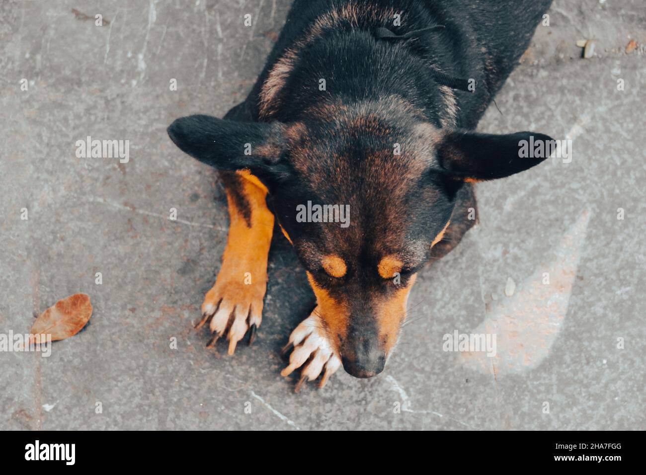 Primo piano vista dall'alto di un cane tedesco Jagdterrier sdraiato sul terreno asfaltato all'aperto Foto Stock