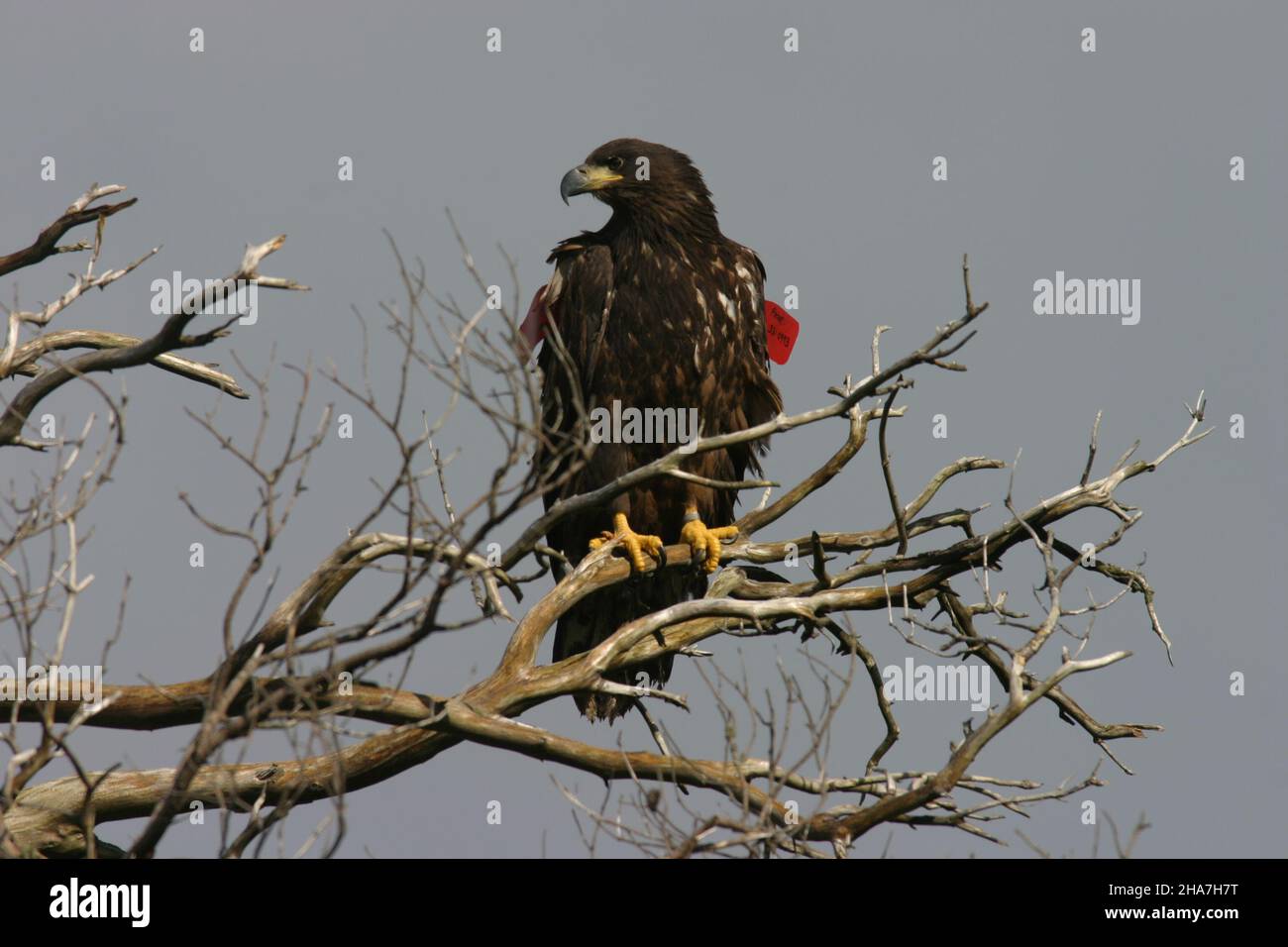 Dopo essere stato reintrodotto a Rhum aquile a coda bianca presto disperso a Mull che nel Regno Unito è una stiva per questa specie. Foto Stock