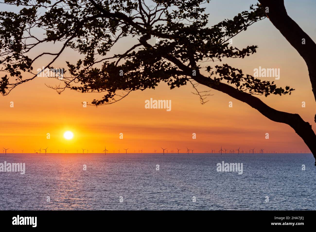 Vordingborg: Kriegers Flak Wind Farm, turbine eoliche, Mar Baltico, alba, albero, A Moens Klint, Moen, Danimarca Foto Stock