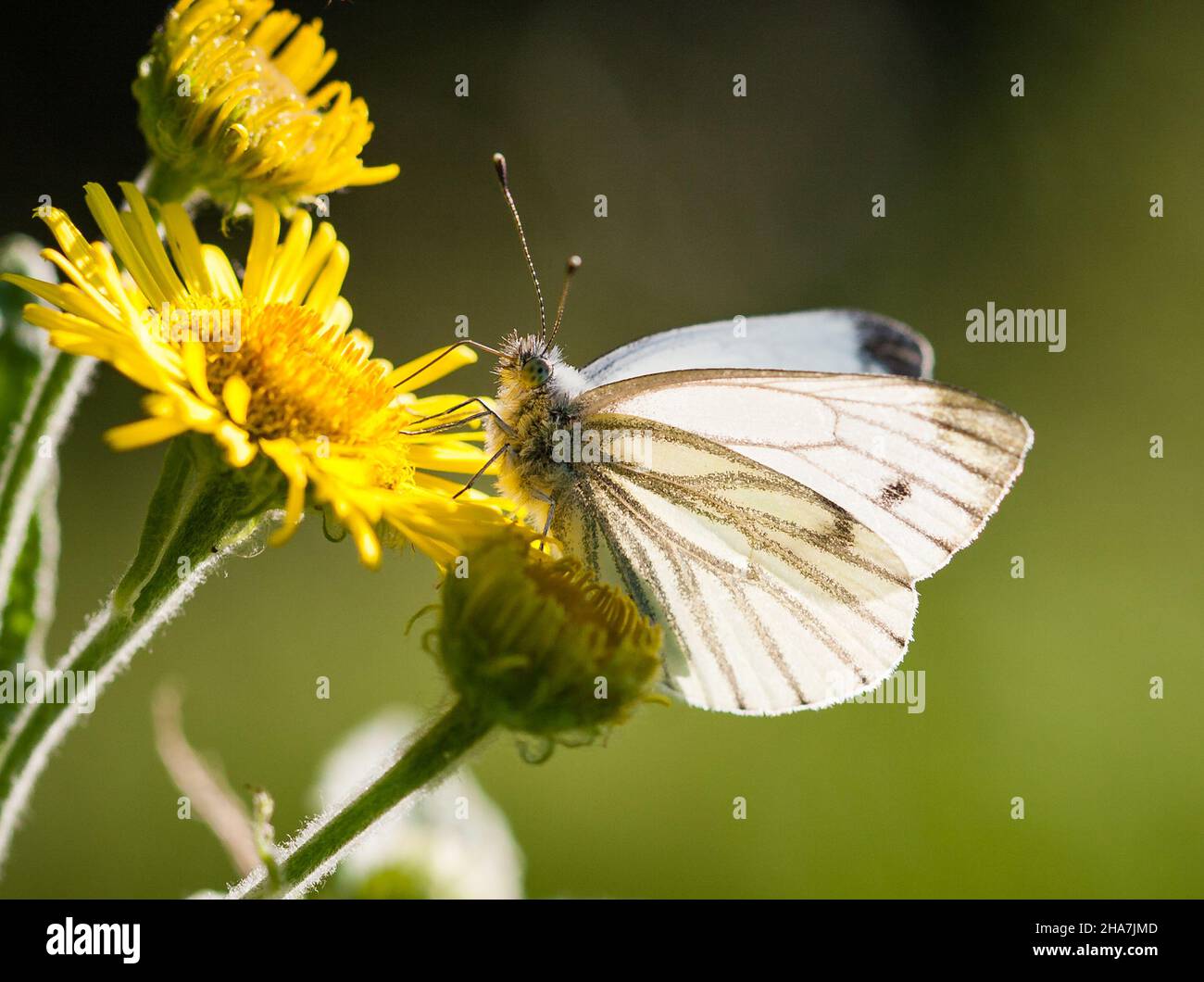 Green-veined White Pieris napi alimentazione su Ragwort - Norfolk UK Foto Stock